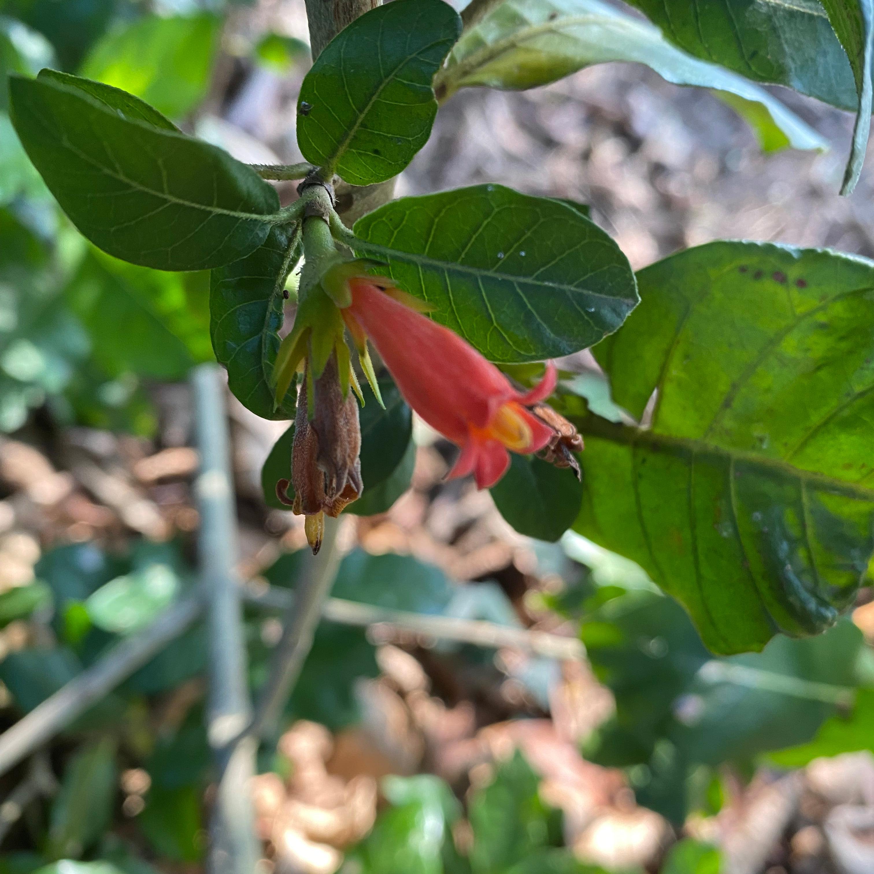 Burchellia bubalina-4