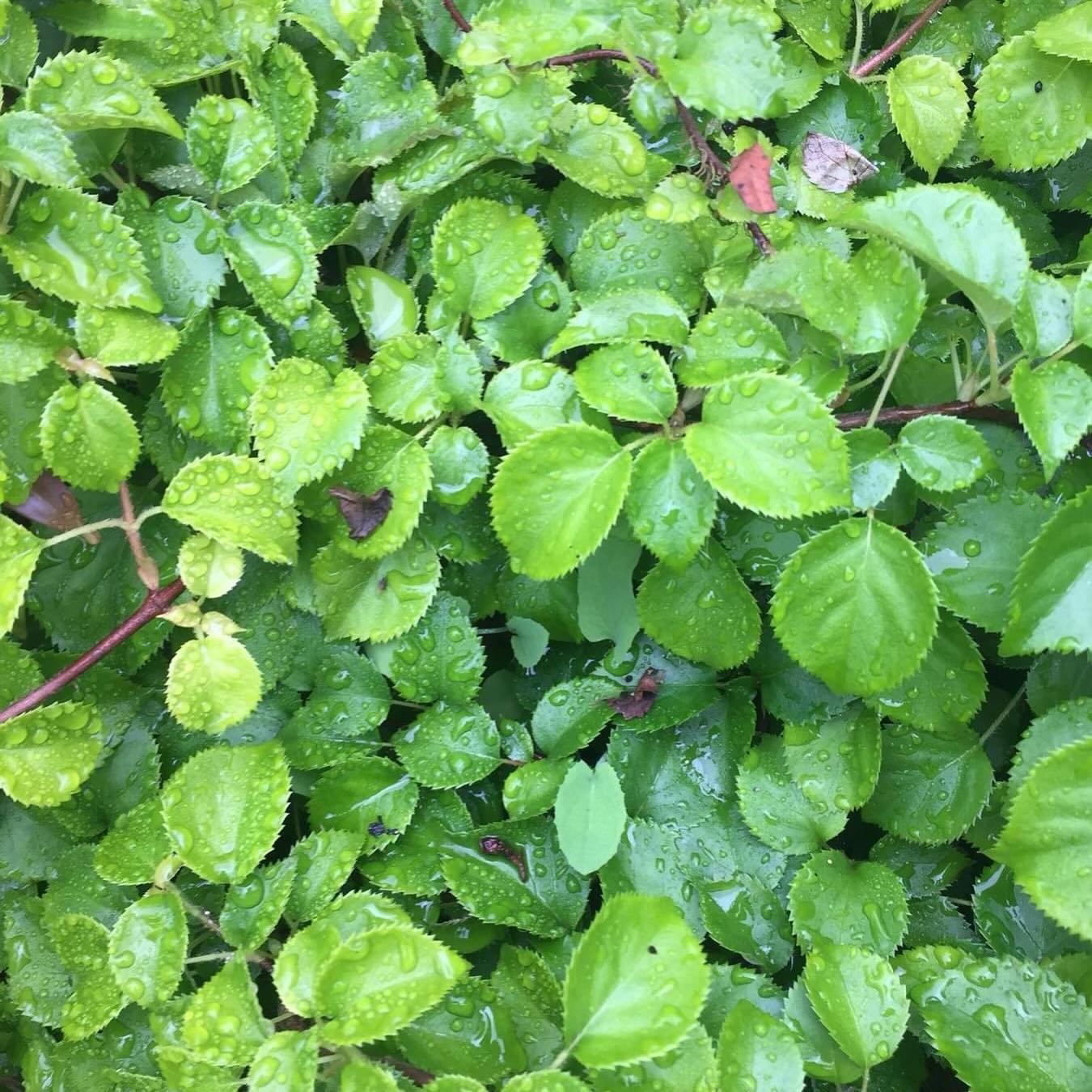 Hydrangea anomala subsp petiolaris Brookside Littleleaf