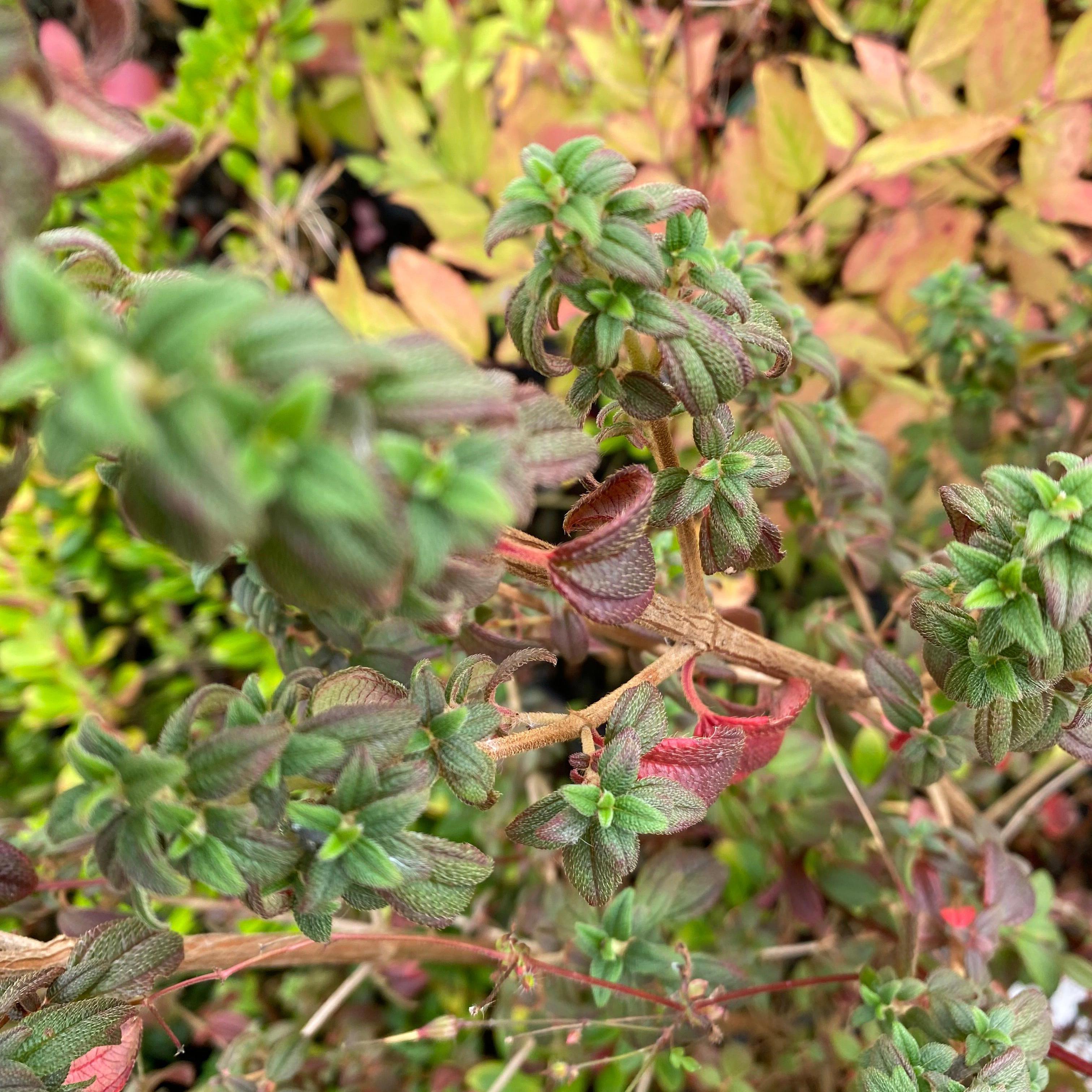 Brachyotum strigosum