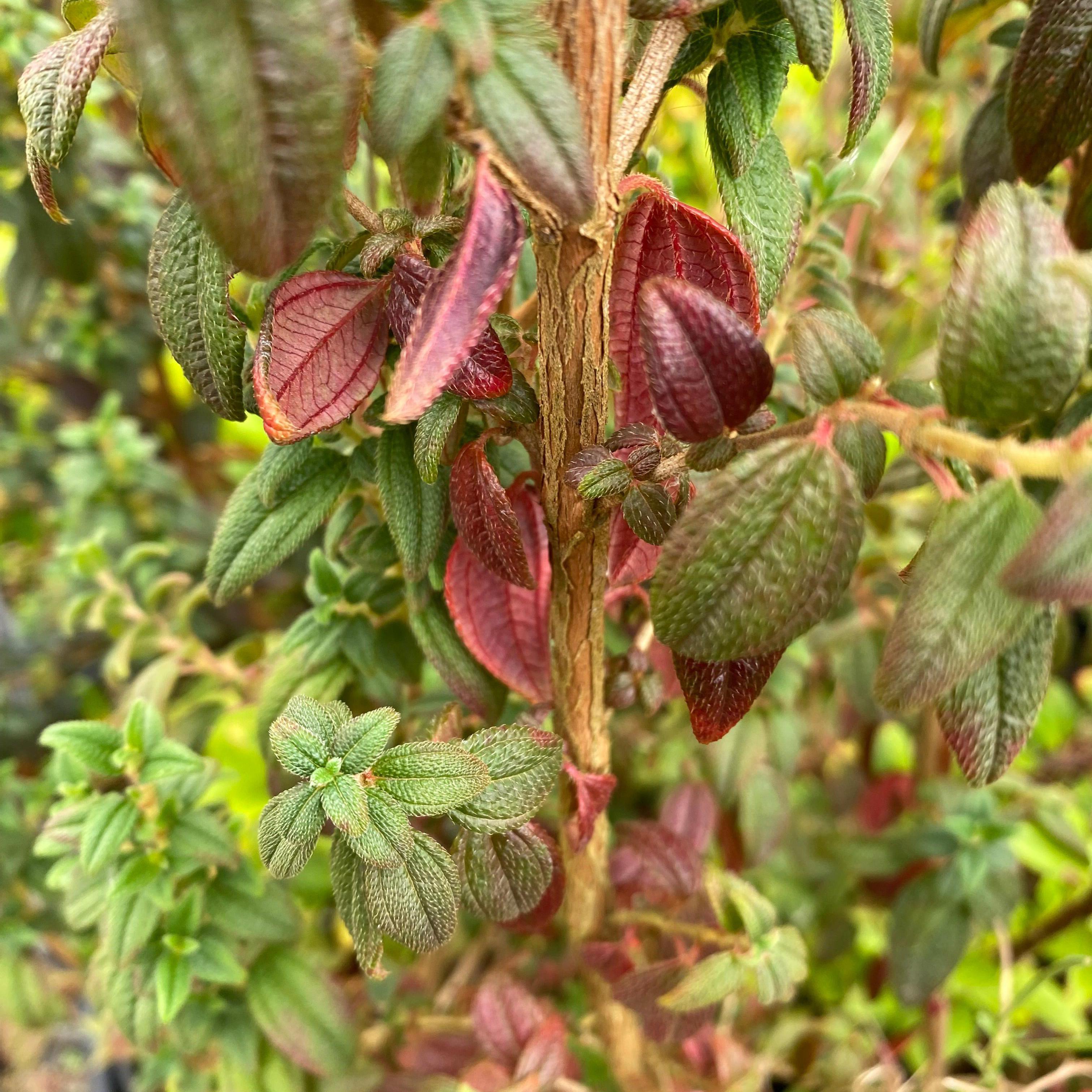 Brachyotum strigosum