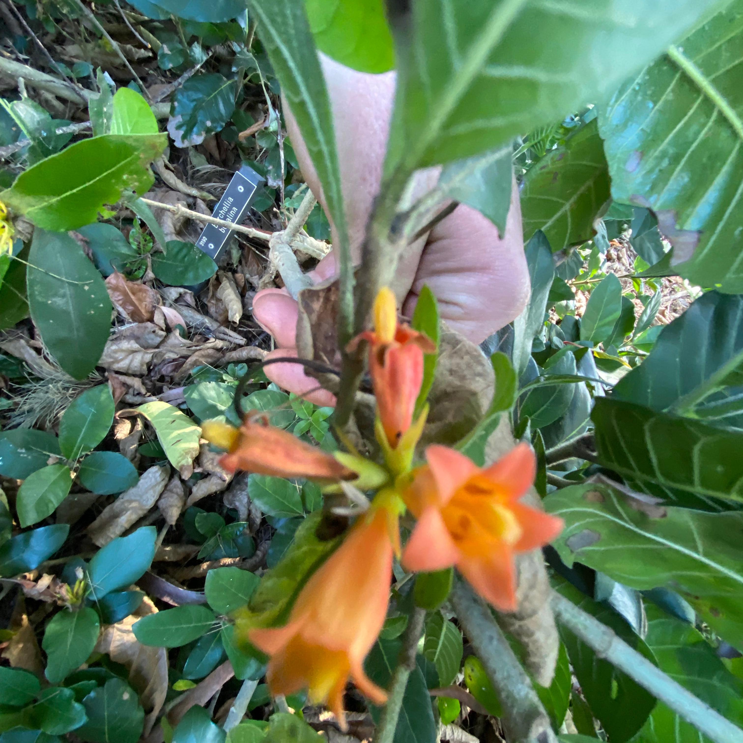 Burchellia bubalina-2