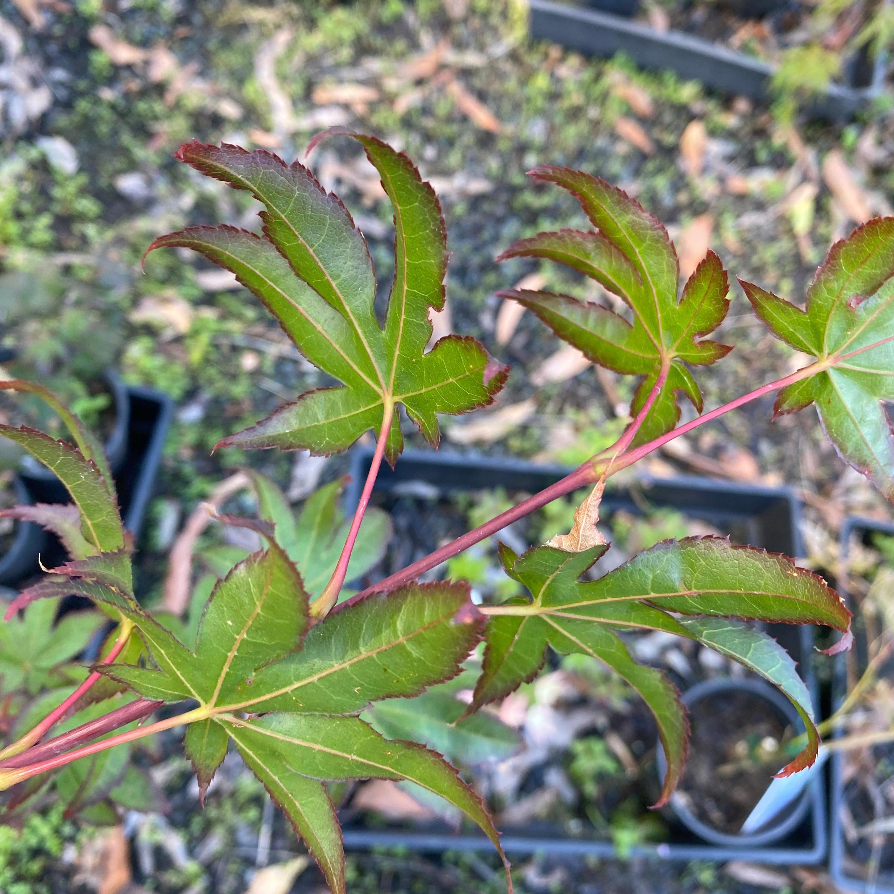 Acer palmatum 'Emerald Sunset'
