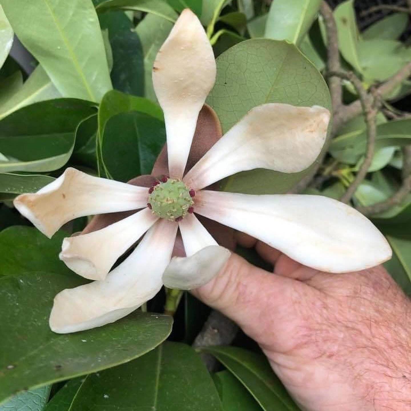 Magnolia conifera var. chingii