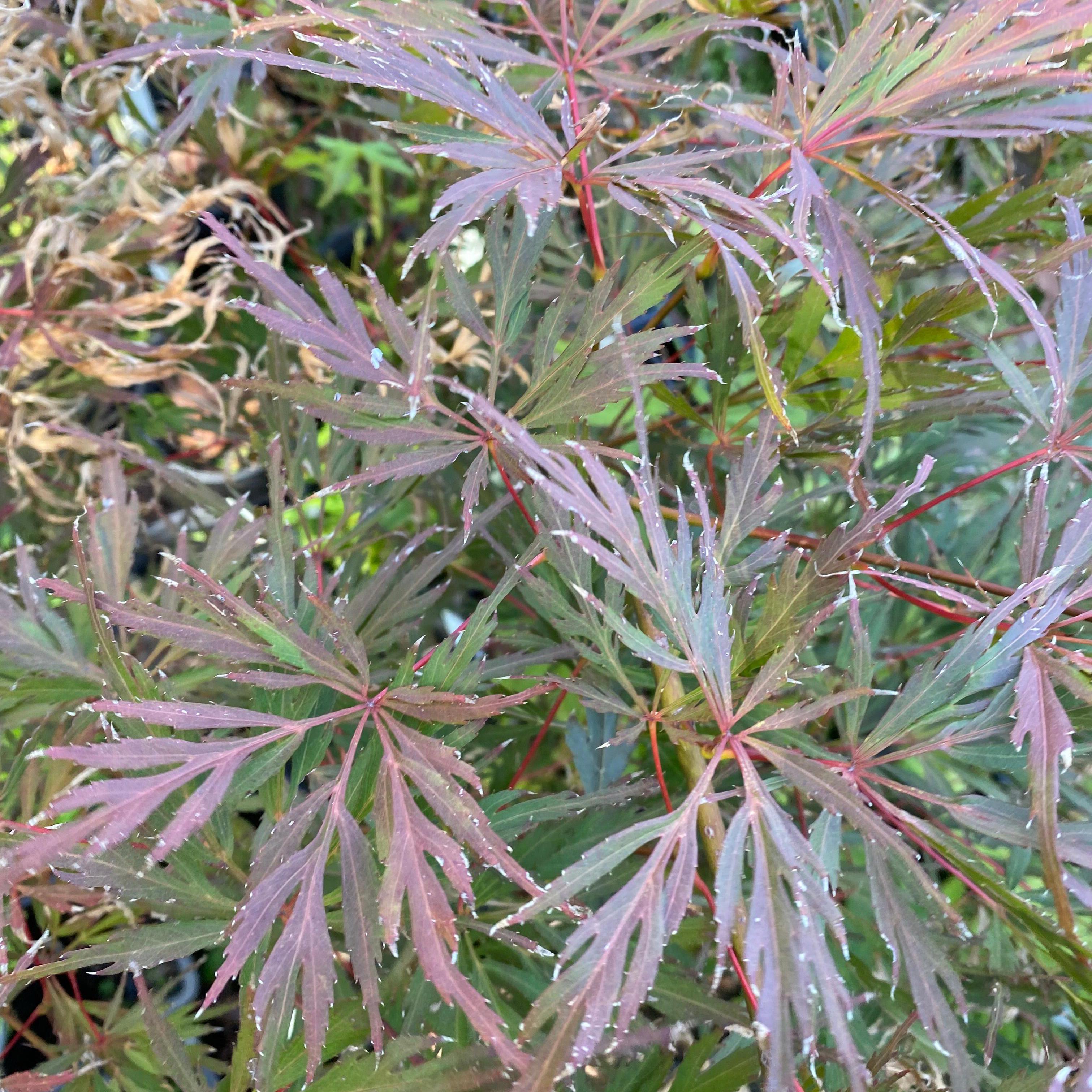 Acer palmatum dissectum Lionheart