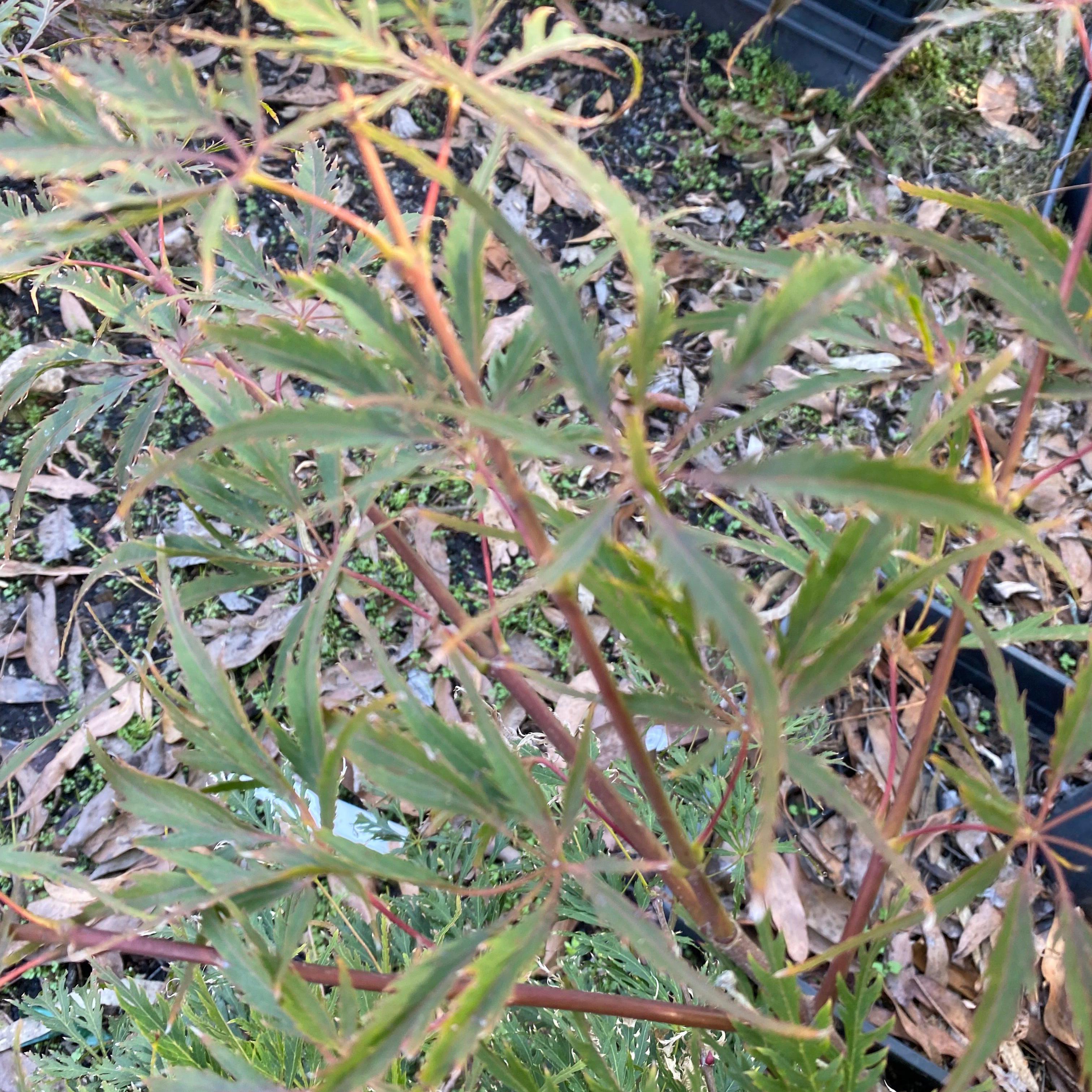 Acer palmatum dissectum Berrima Bridge