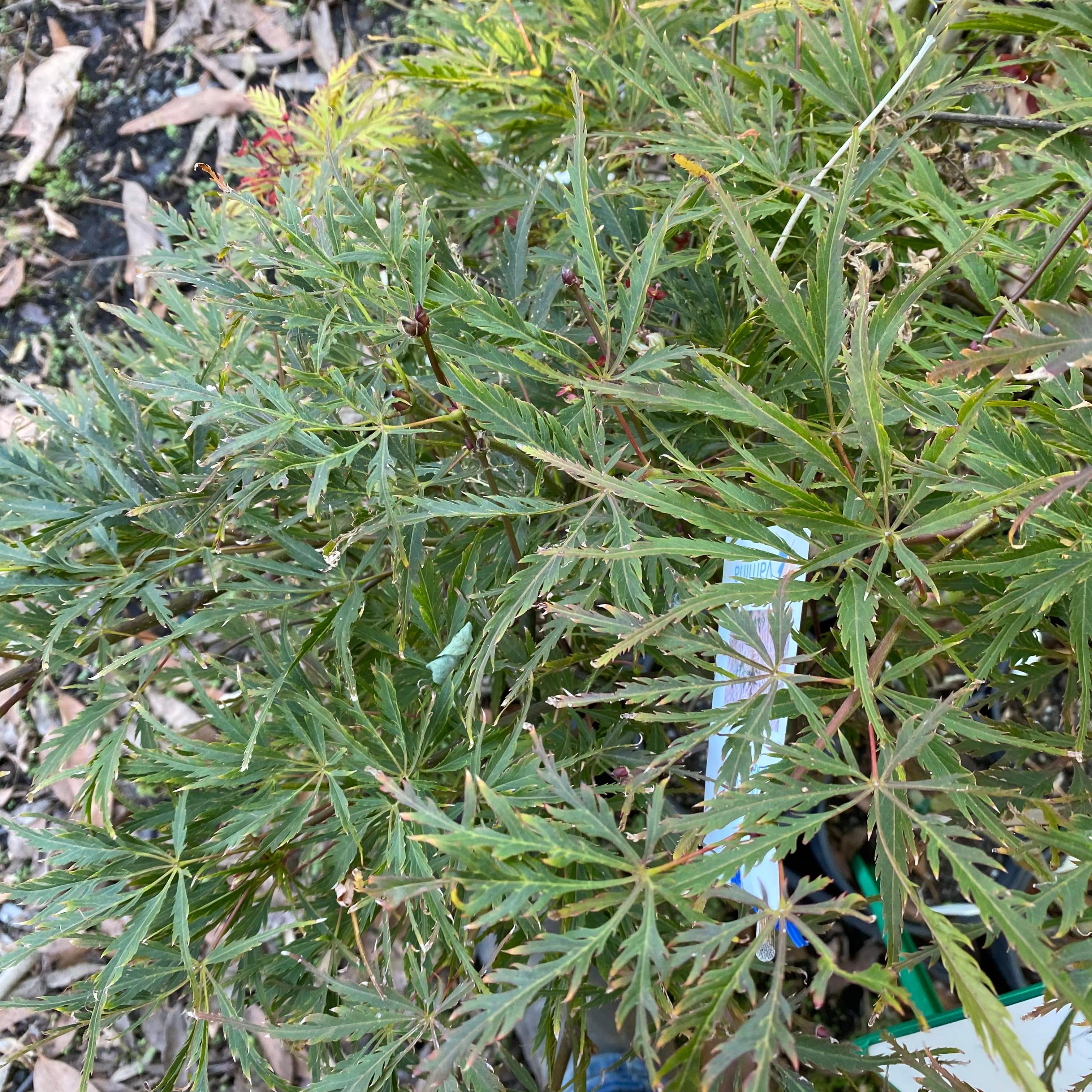 Acer palmatum dissectum Berrima Bridge