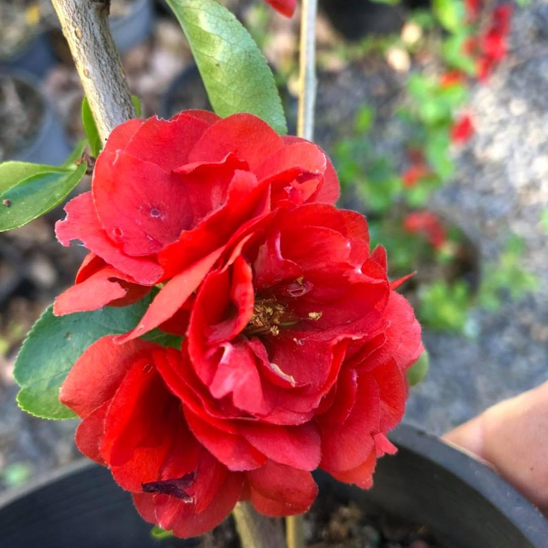 Chaenomeles × superba Columbia 1