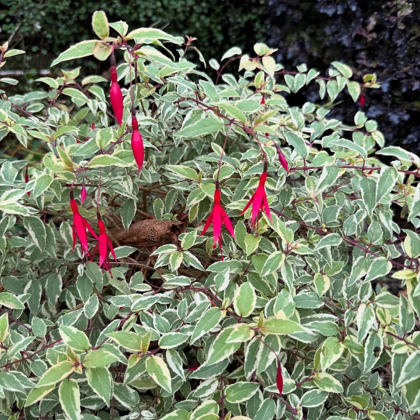 Fuchsia magellanica ‘Variegata’