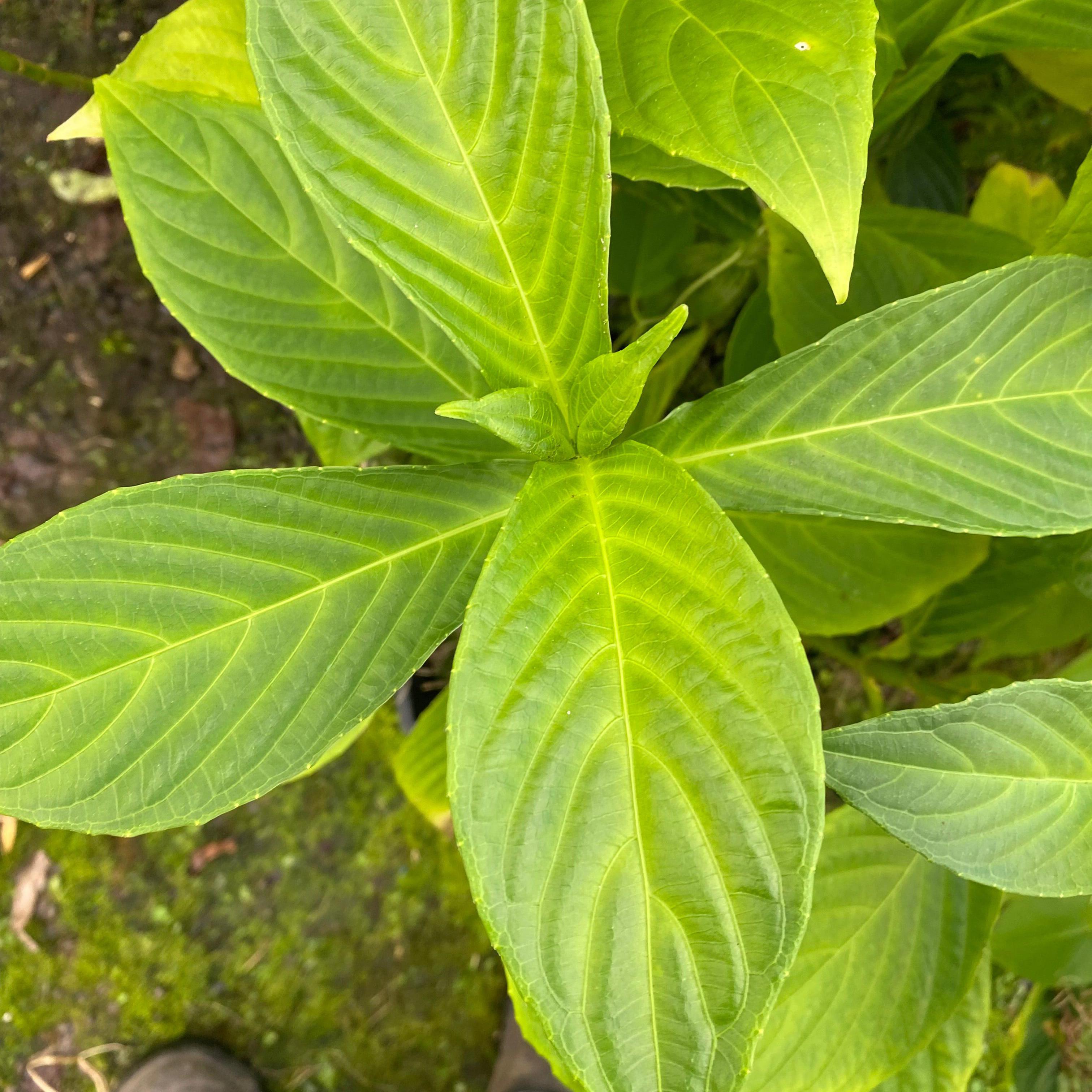 Rhinacanthus beesianus