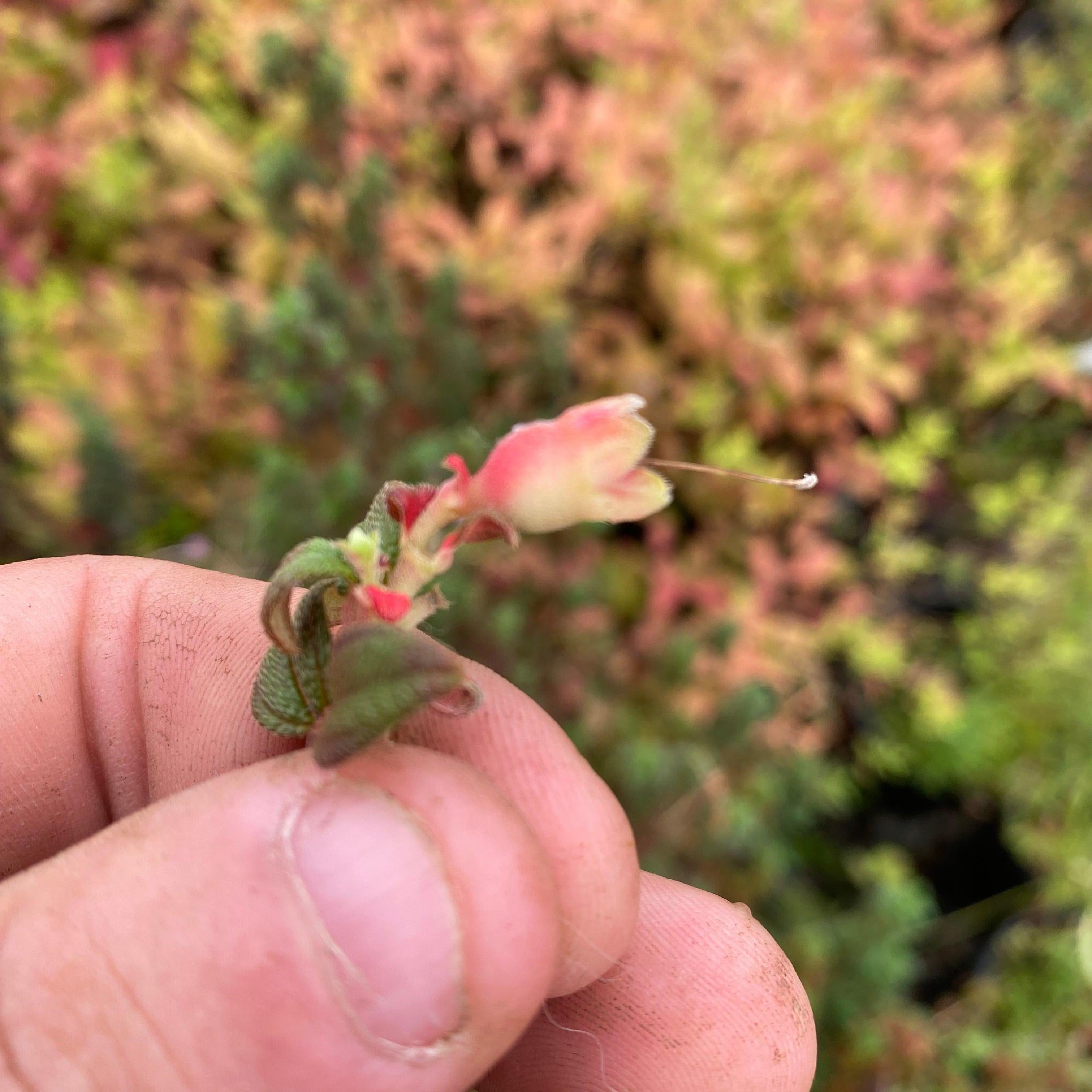 Brachyotum strigosum