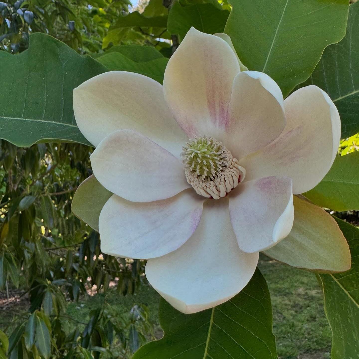 Magnolia obovata