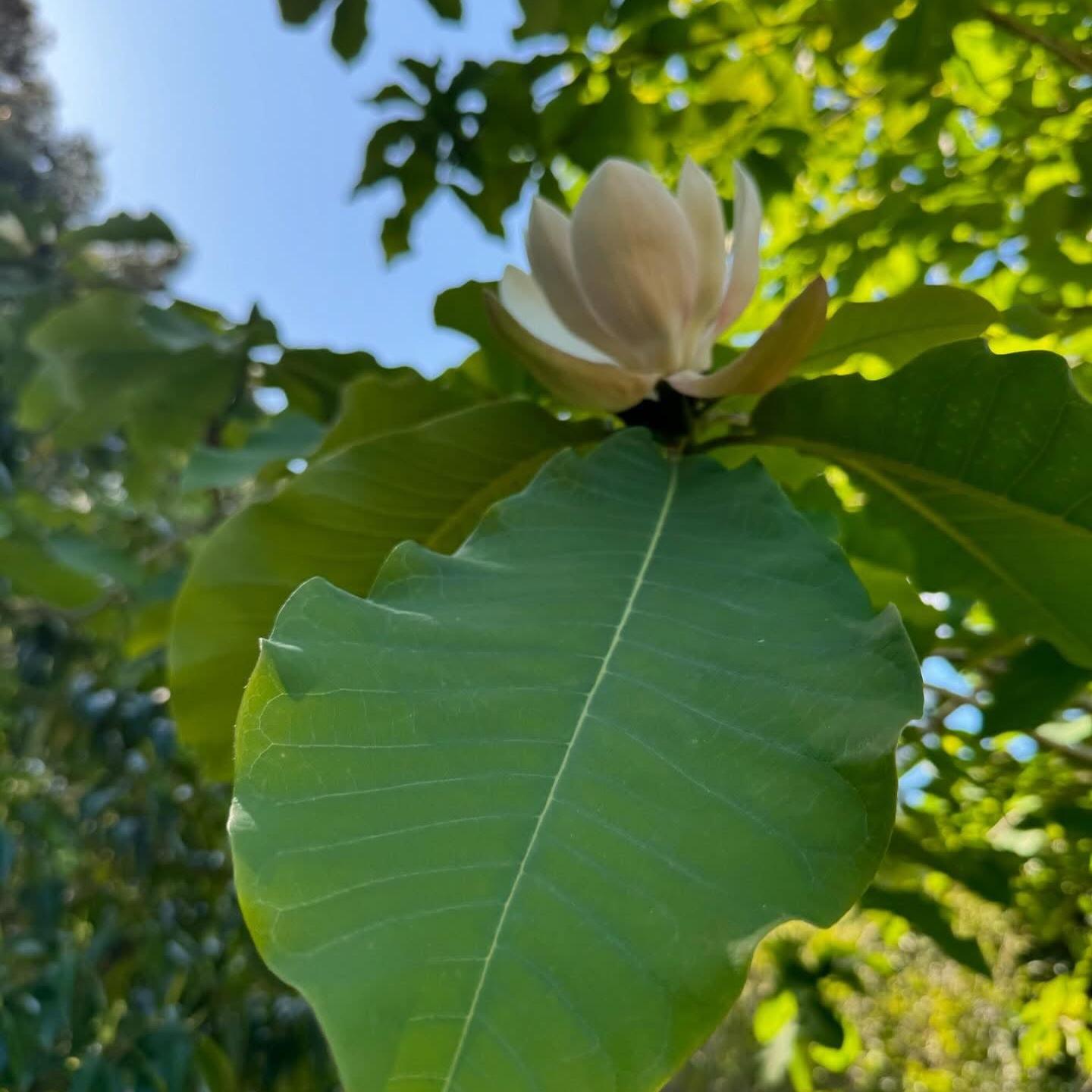 Magnolia obovata