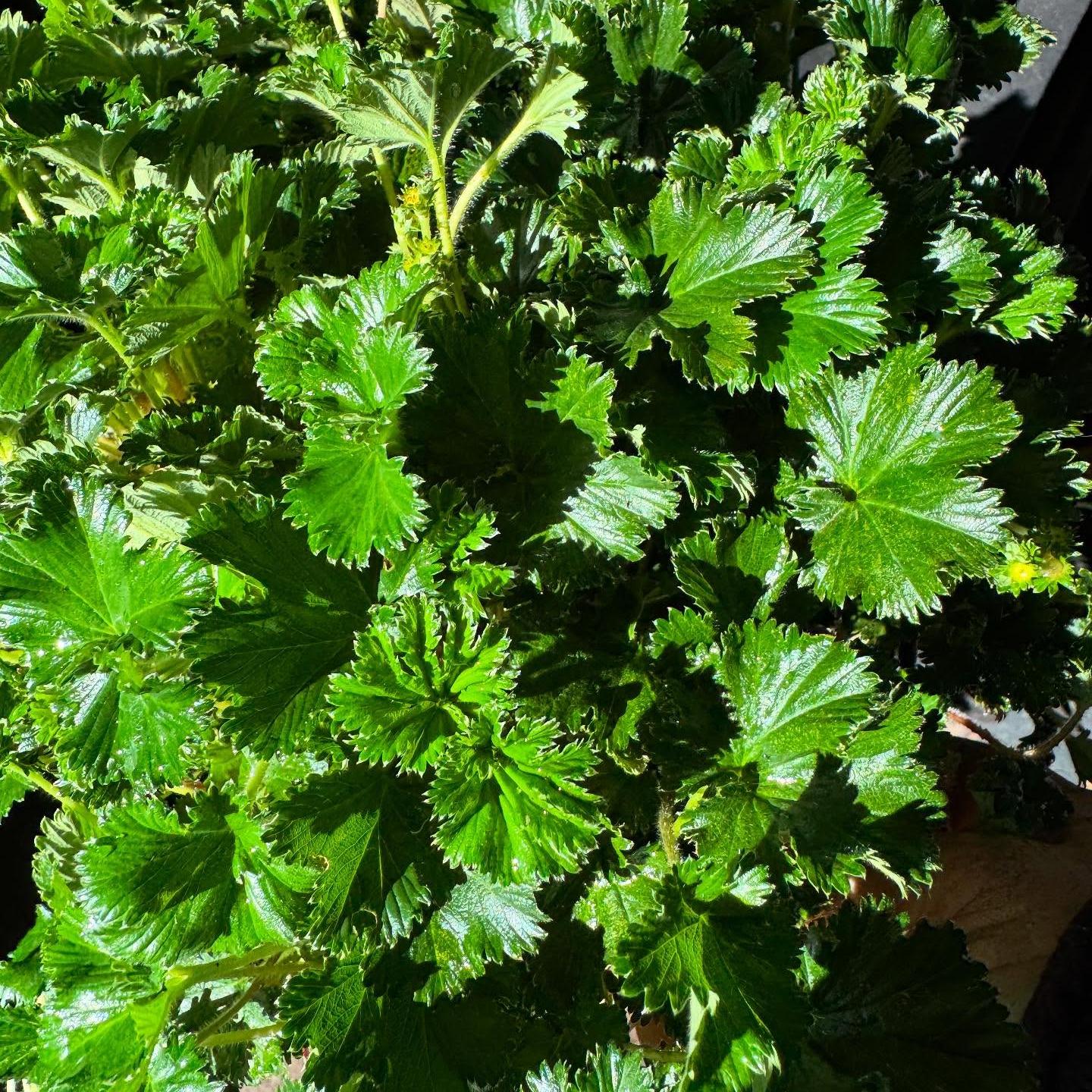 Gunnera magellanica 4