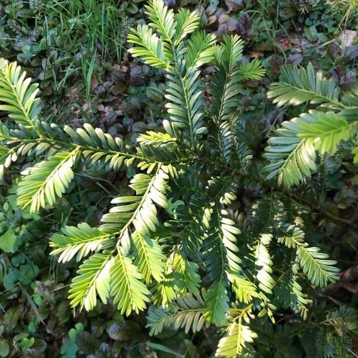 Prumnopitys Ladei-Yamina Rare Plants