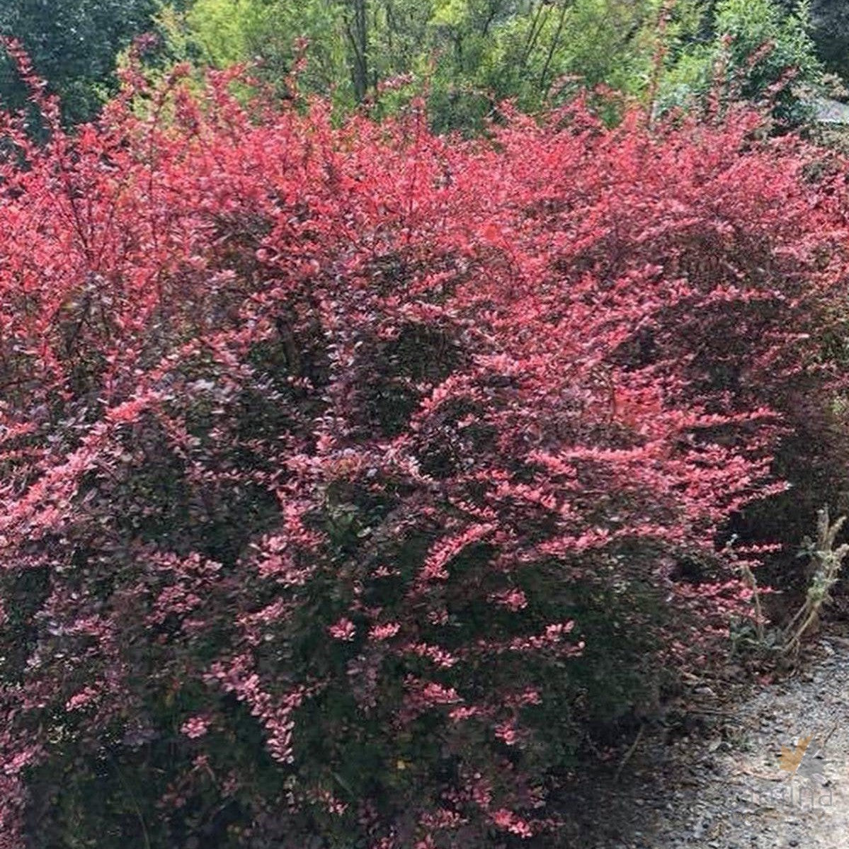 Berberis ottawensis Silver Miles-Yamina Rare Plants