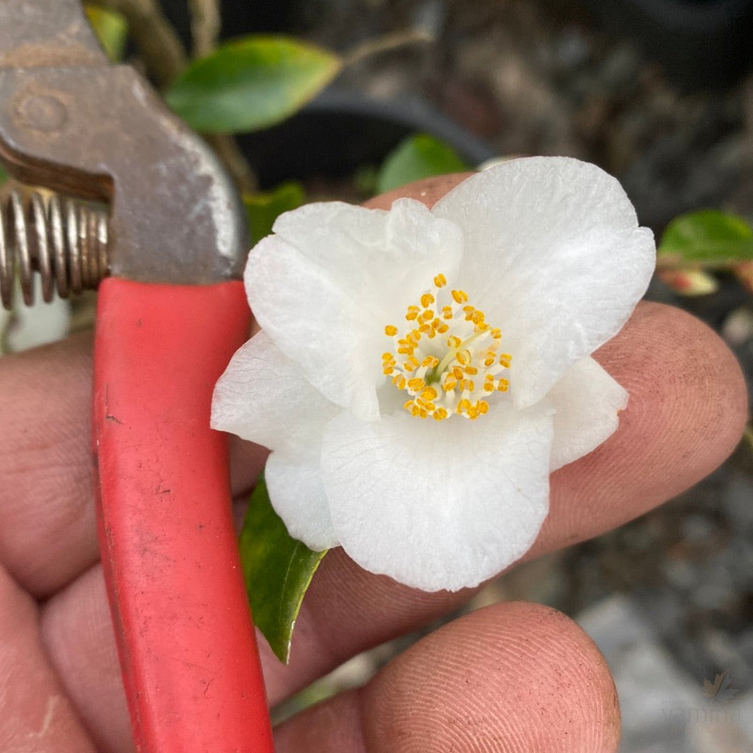 Camellia Transnokoensis 1