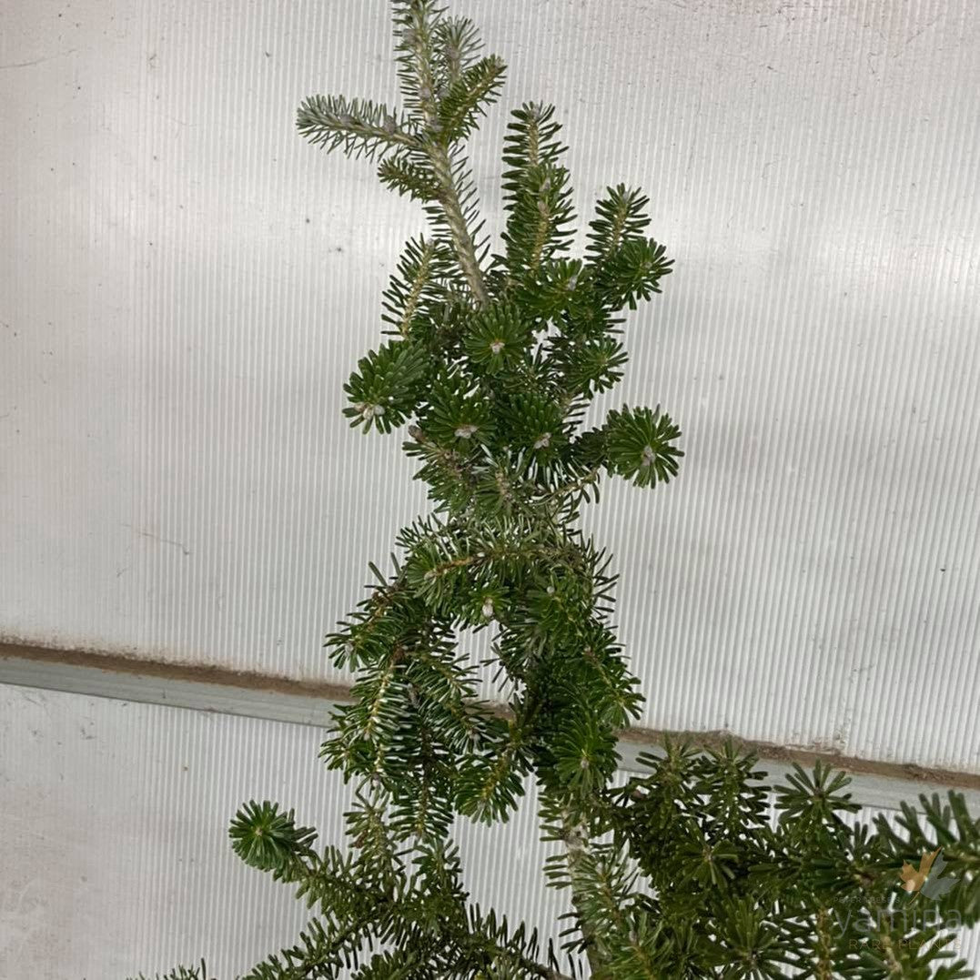 Abies koreana 2