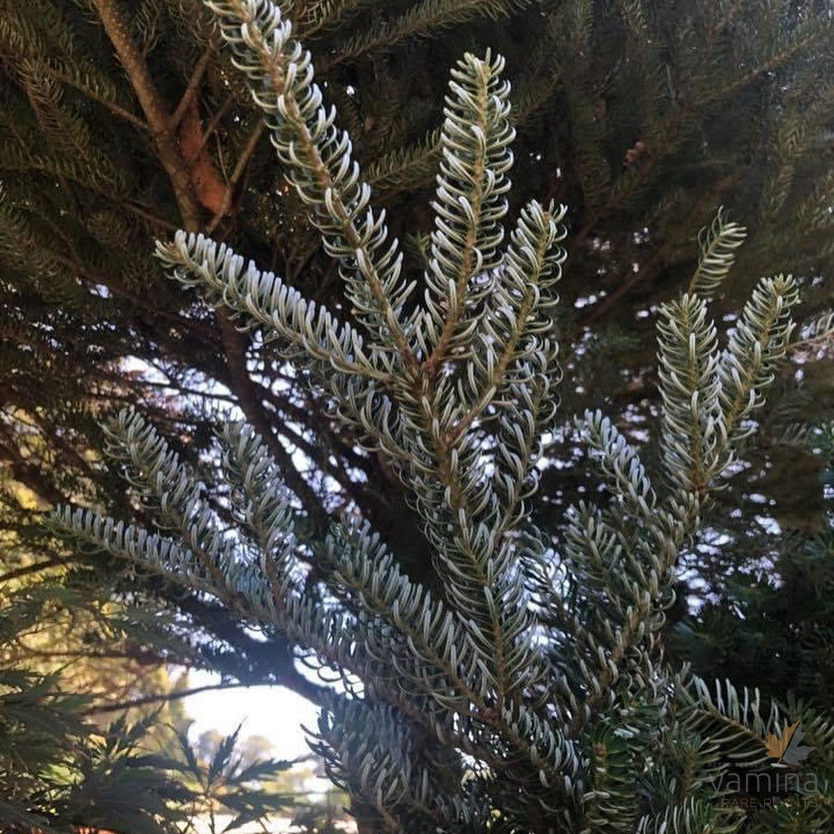 Abies koreana 'Silberlocke' 3