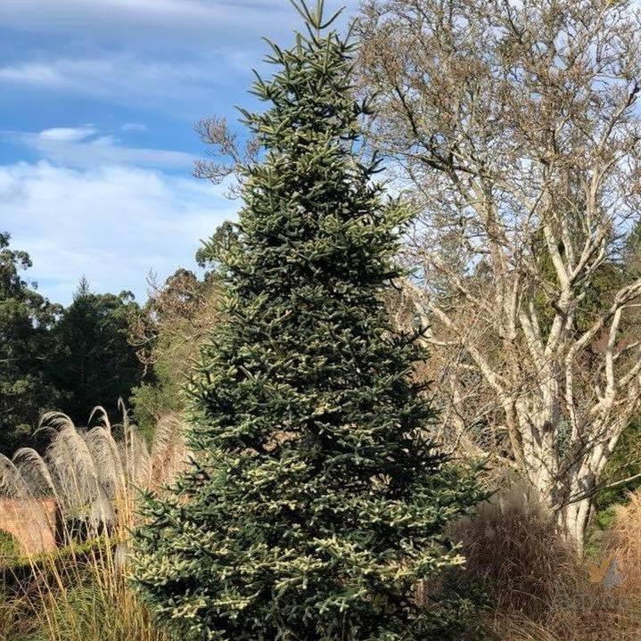 Abies pinsapo Aurea-5