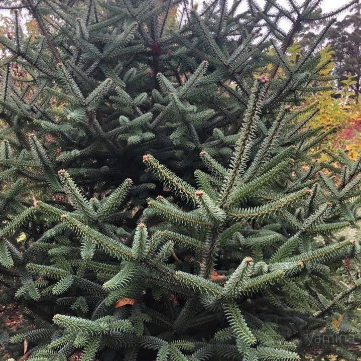 Abies pinsapo Aurea-6