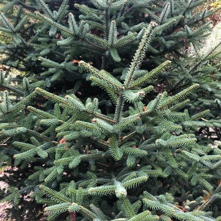 Abies pinsapo Aurea-9