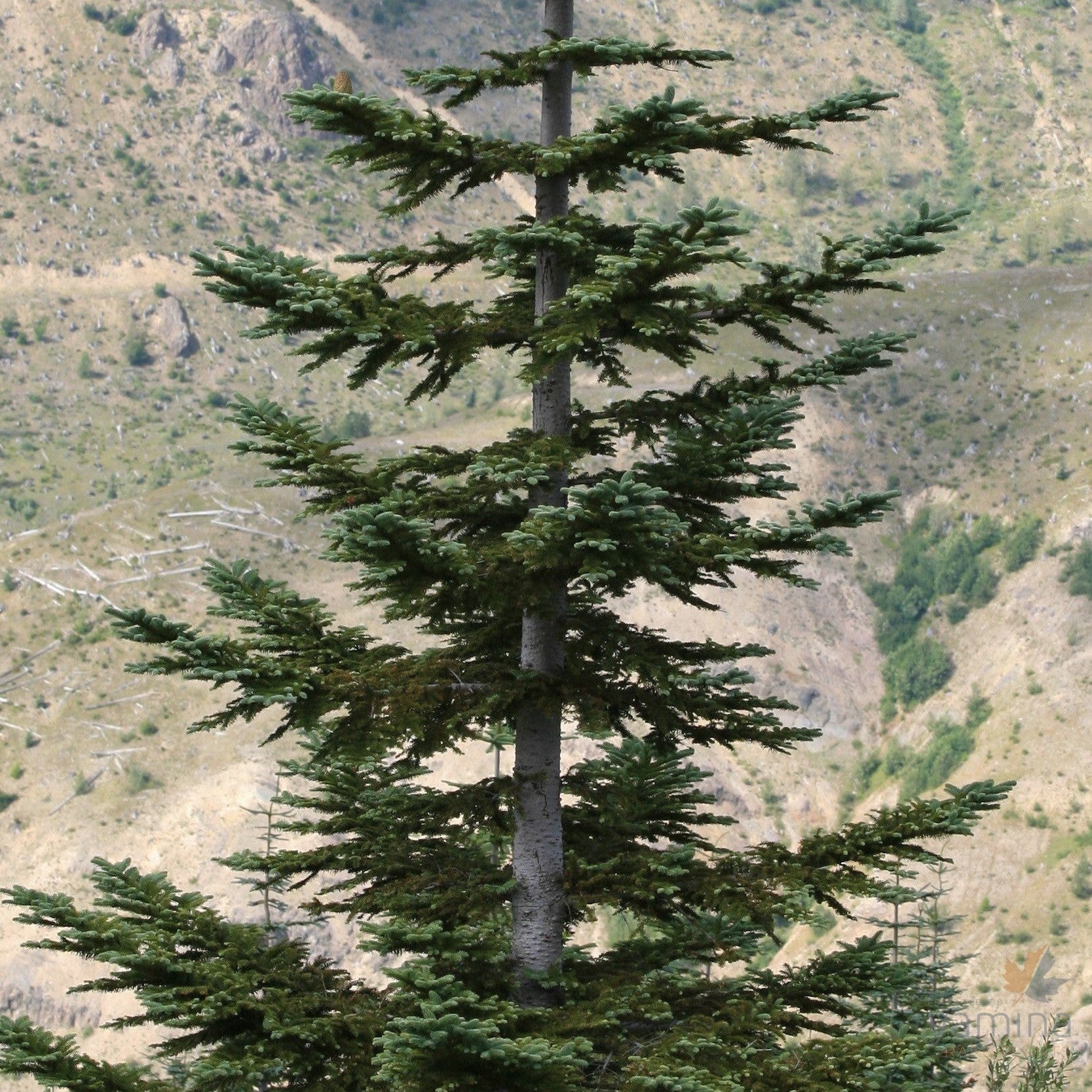 Abies procera