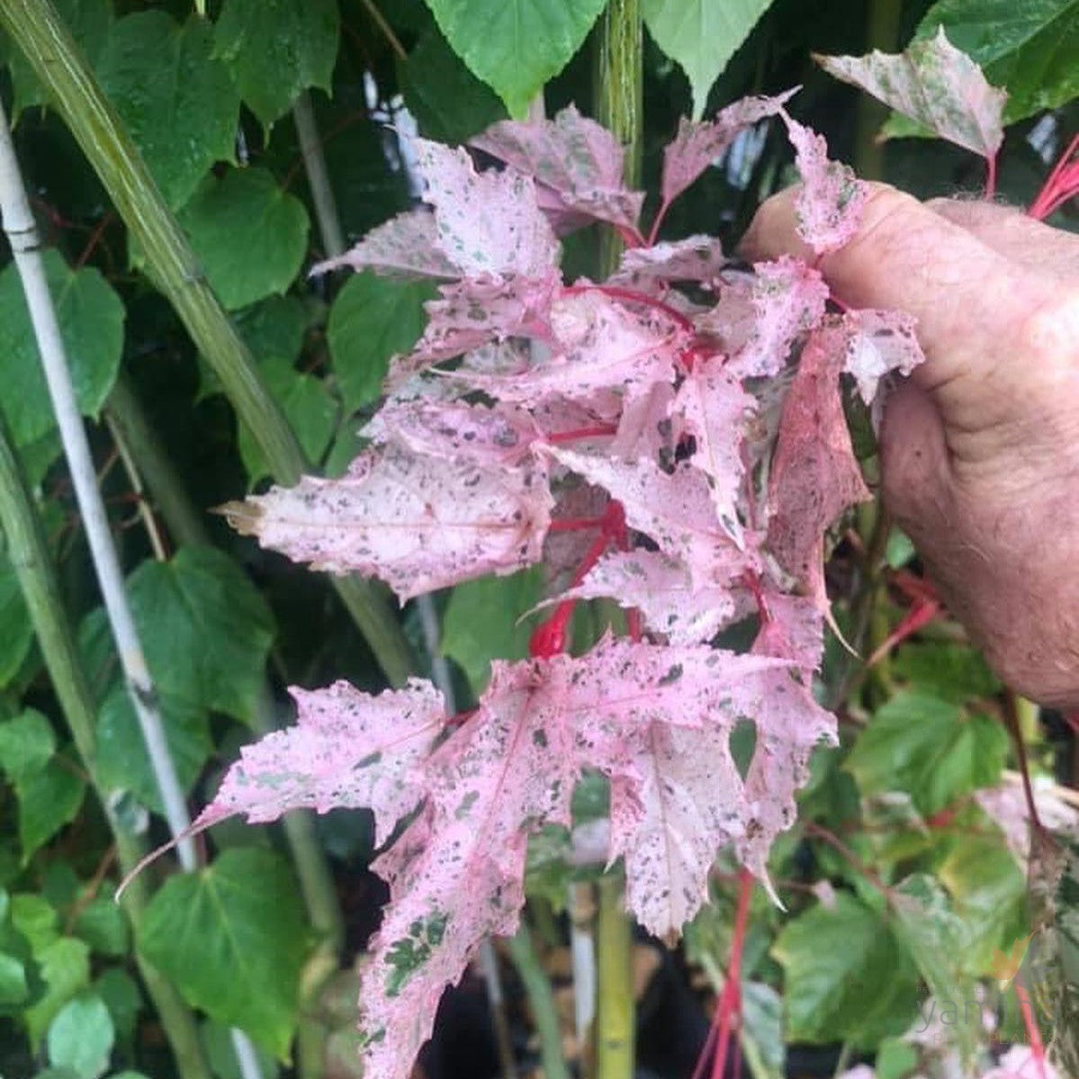 Acer Esk Flamingo (standard)-Yamina Rare Plants