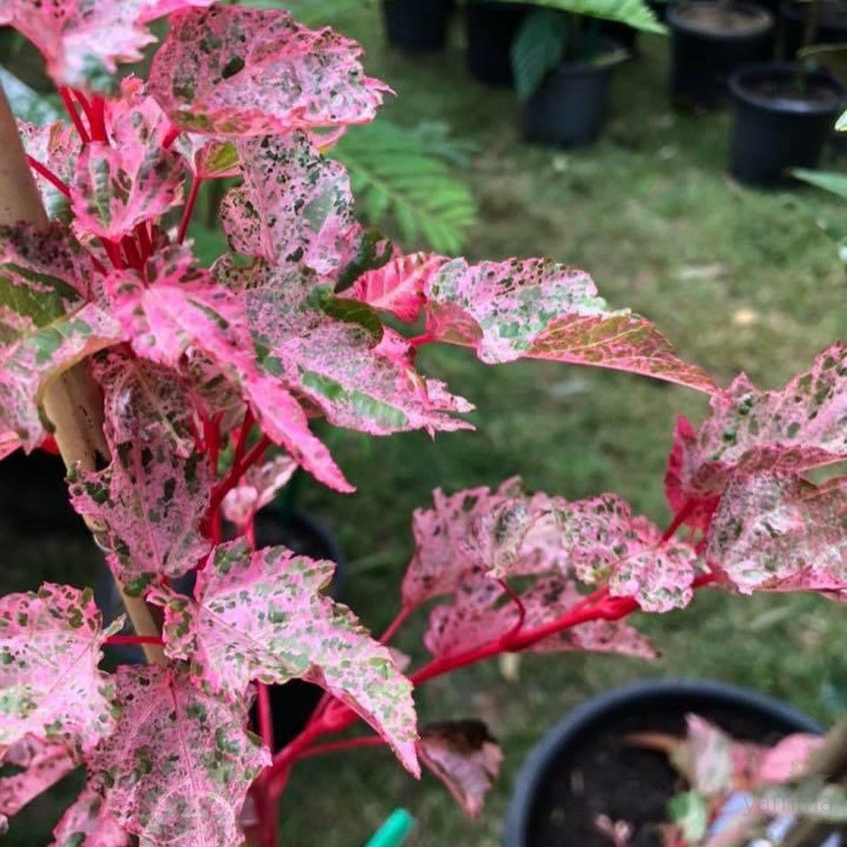 Acer Esk Flamingo 3