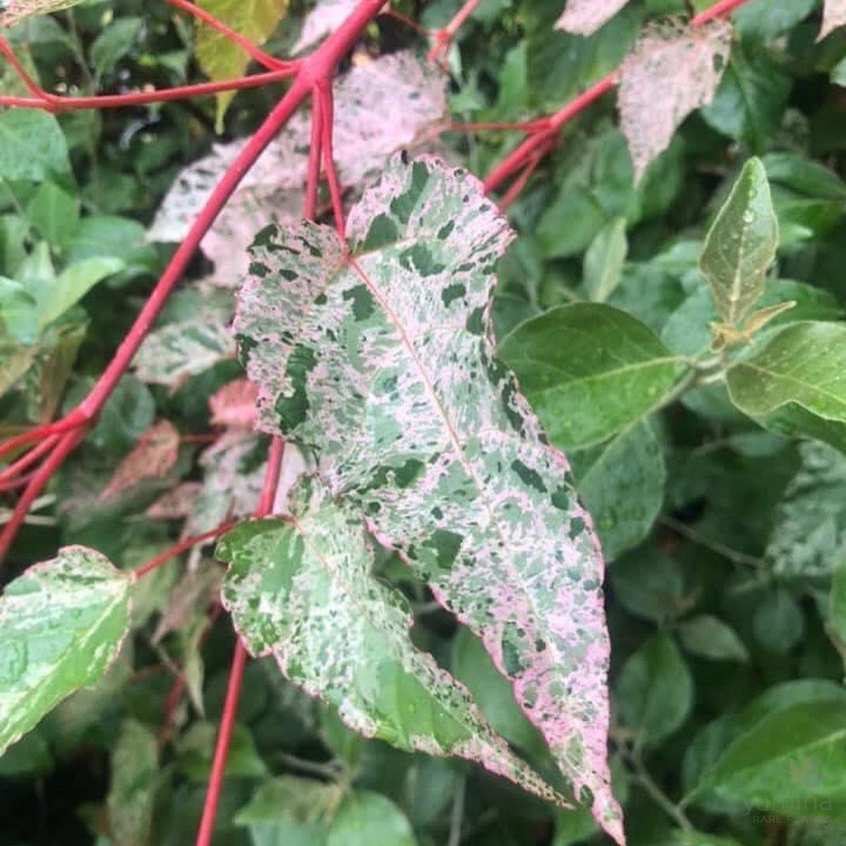 Acer Esk Flamingo 4