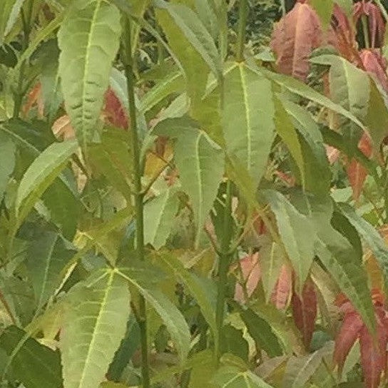 Acer Flabellatum 2
