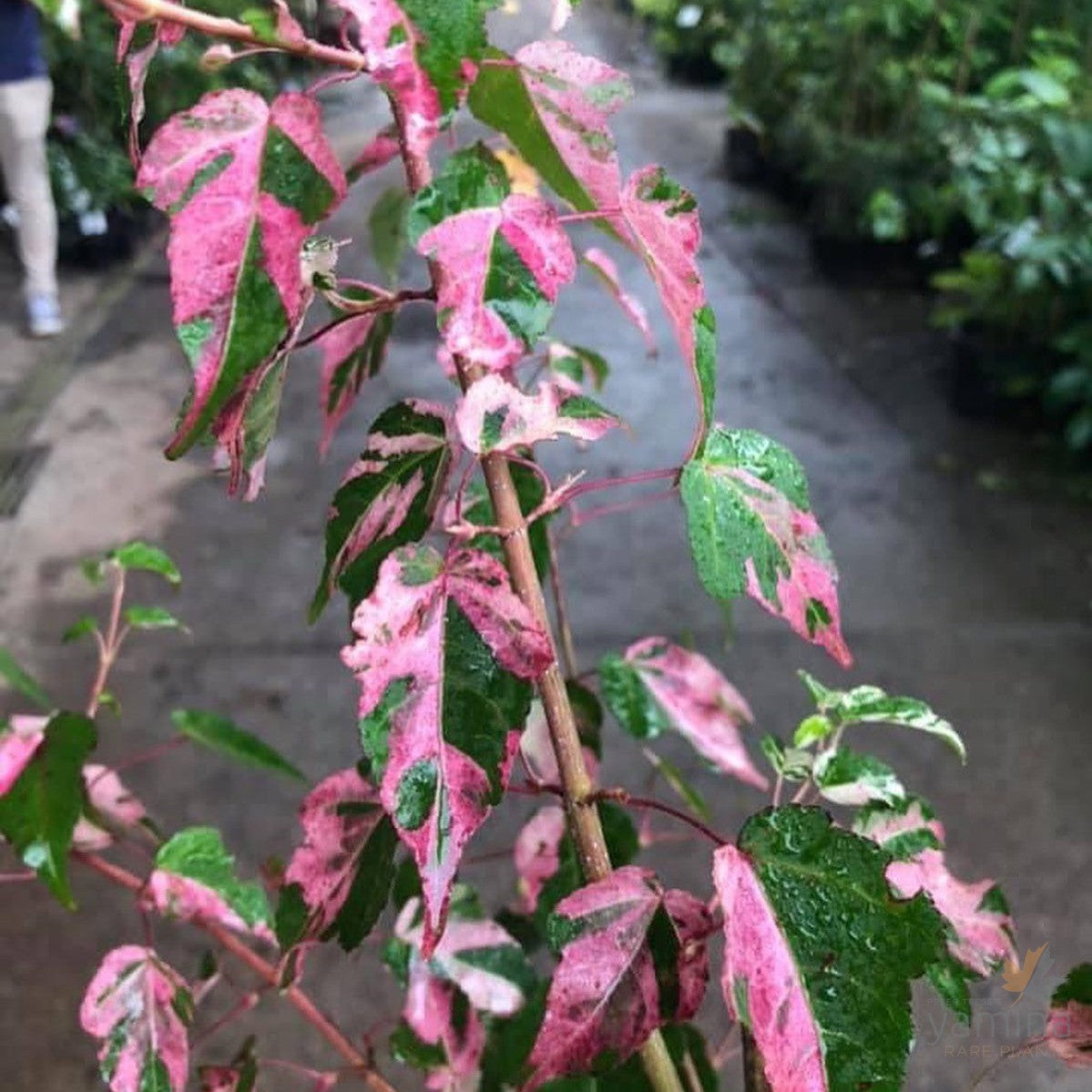 Acer crataegifolium Veitchii 2