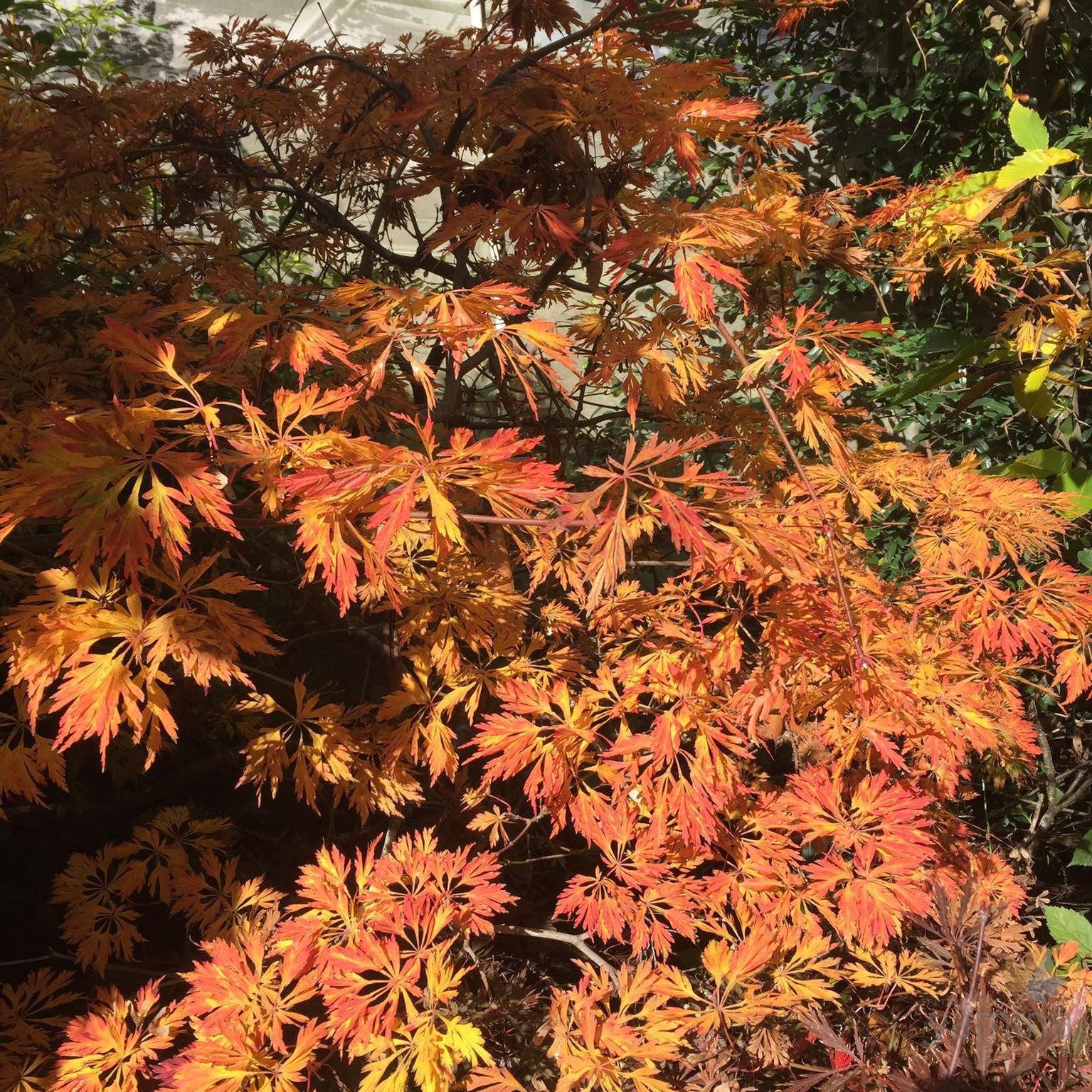 Acer japonicum Green Cascade 1