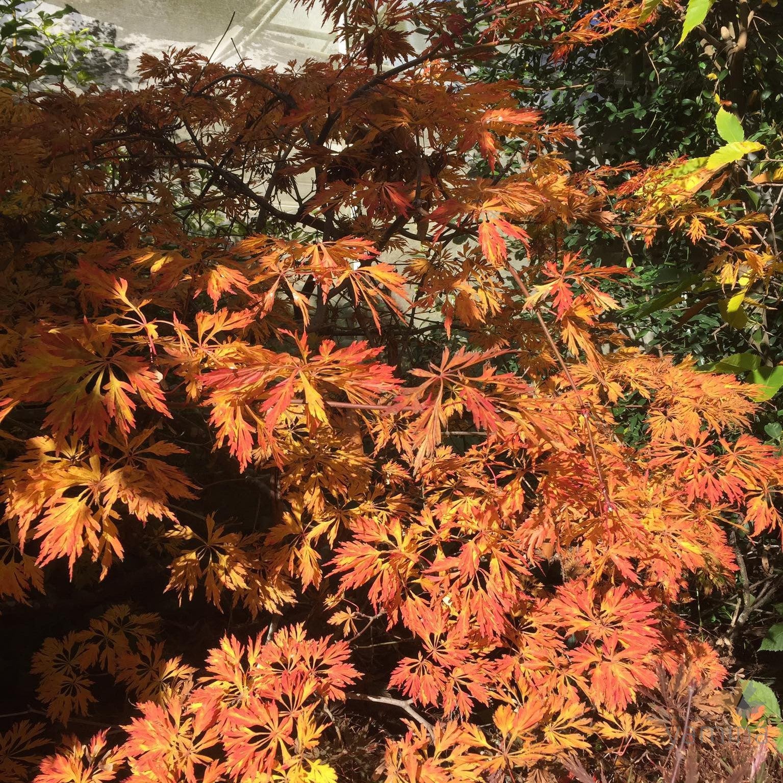 Acer japonicum Green Cascade 3