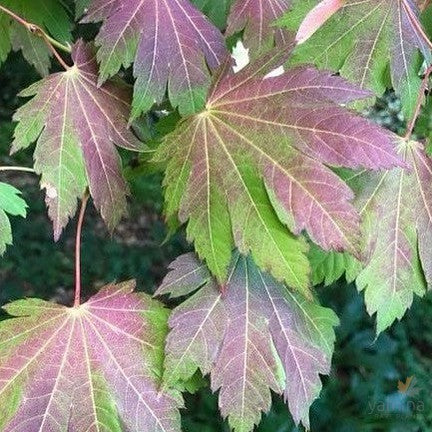 Acer japonicum Vitifolium 1