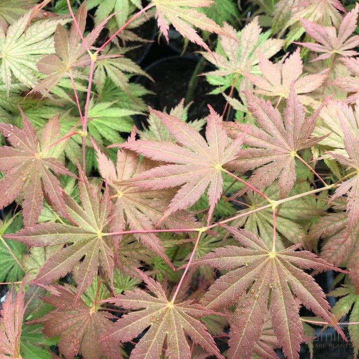 Acer palmatum Ariadne 2