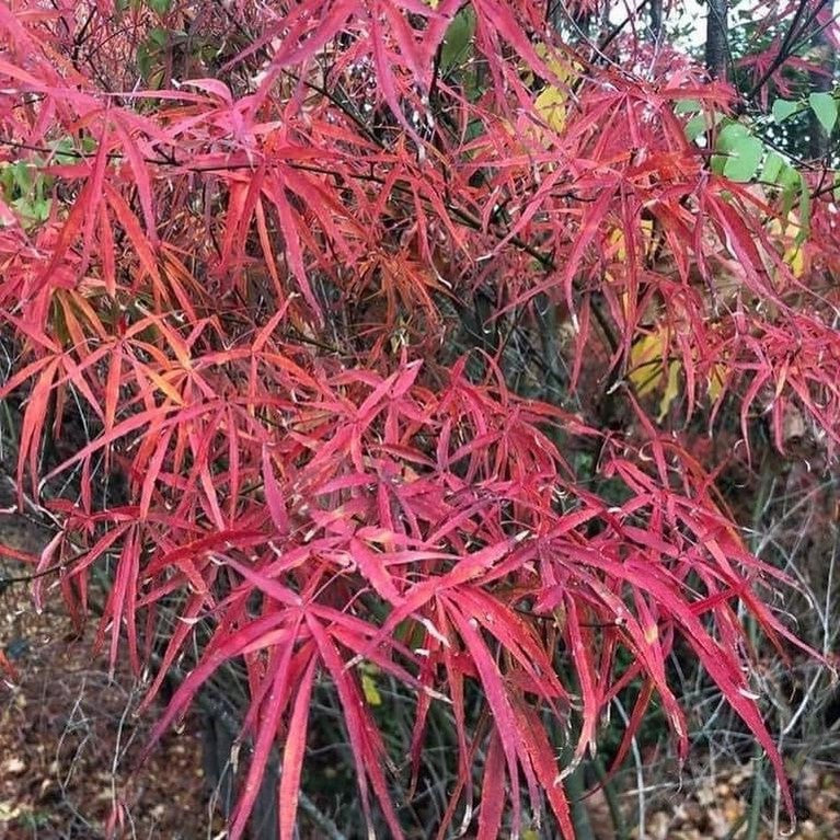 Acer palmatum Arnold’s fingers-3