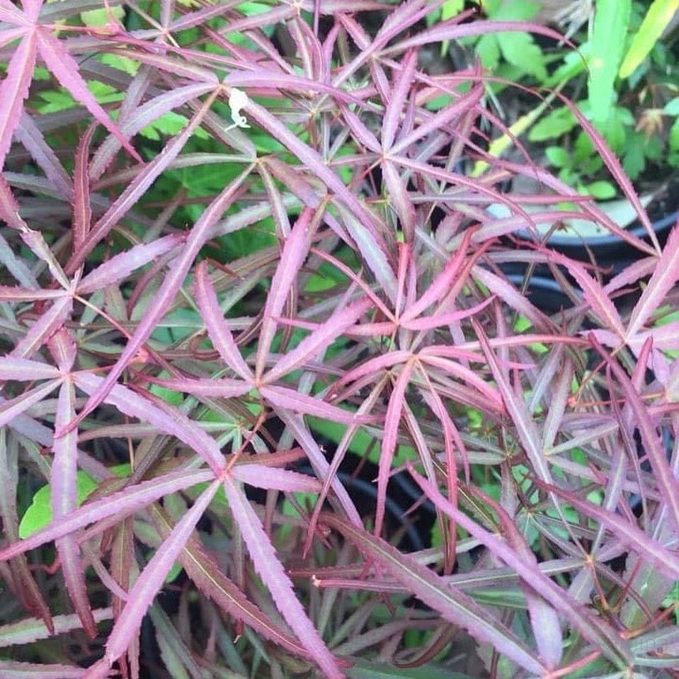 Acer palmatum Arnold’s fingers-4