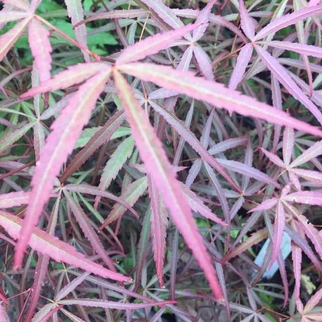 Acer palmatum Arnold’s fingers-5