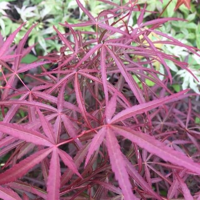 Acer palmatum Arnold’s fingers-6