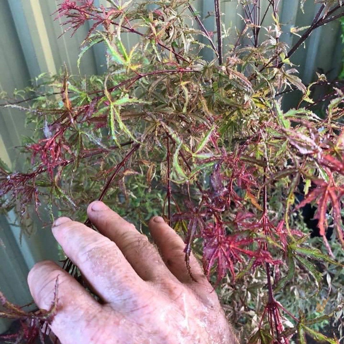 Acer palmatum Beni-Komachi 2