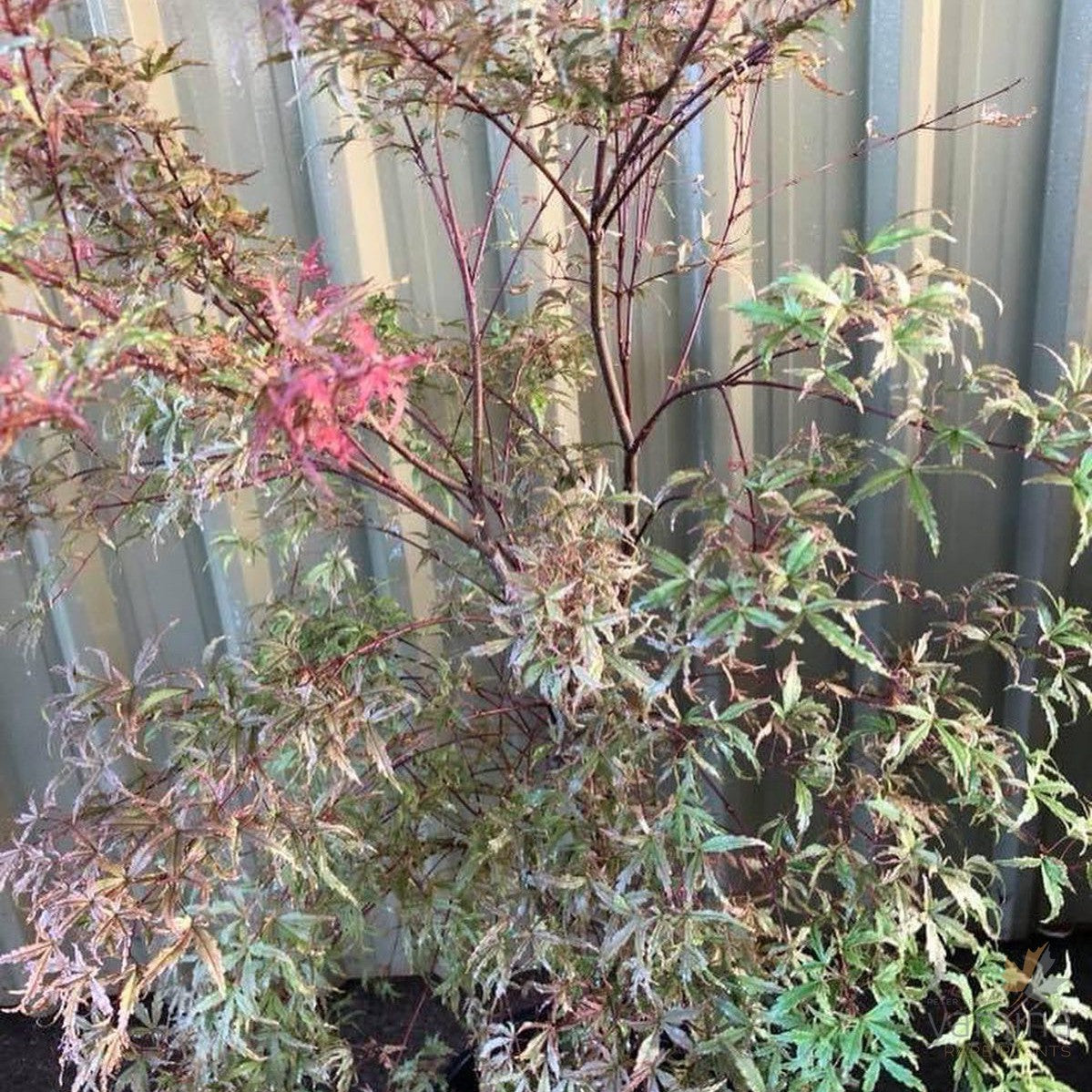 Acer palmatum Beni-Komachi 3