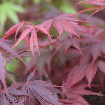 Acer palmatum Burgundy Lace