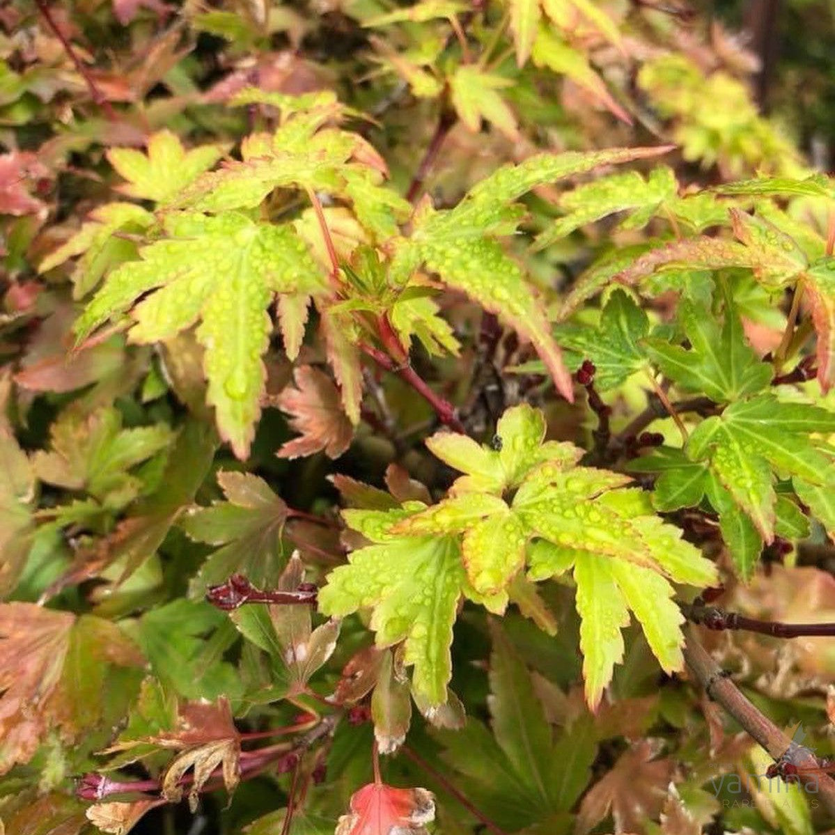 Acer palmatum  'Coonara Pygmy' 2