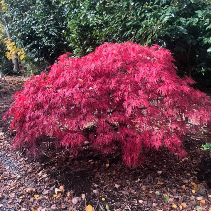 Acer palmatum Dissectum Crimson Queen 3