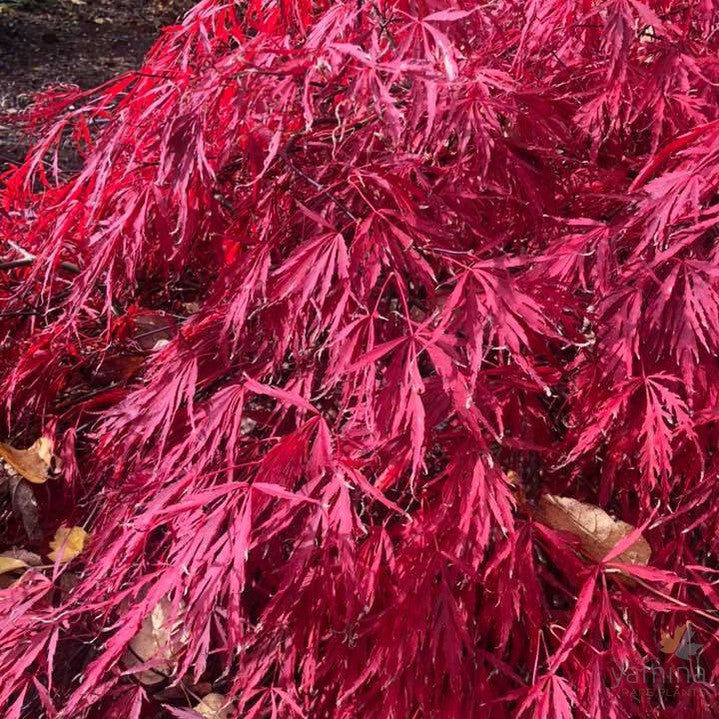 Acer palmatum Dissectum Crimson Queen 4