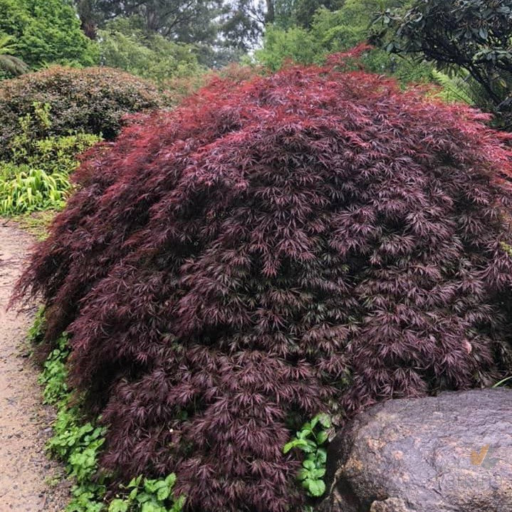 Acer palmatum Dissectum Crimson Queen 5