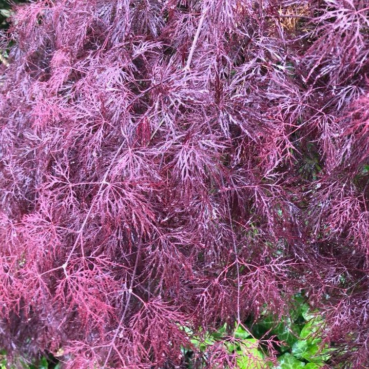 Acer palmatum Dissectum Red Filagree Lace 1