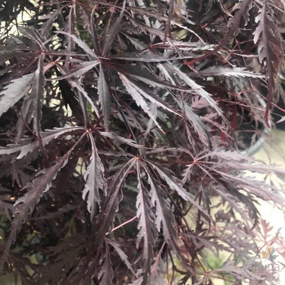 Acer palmatum Dissectum Tamukeyama 1