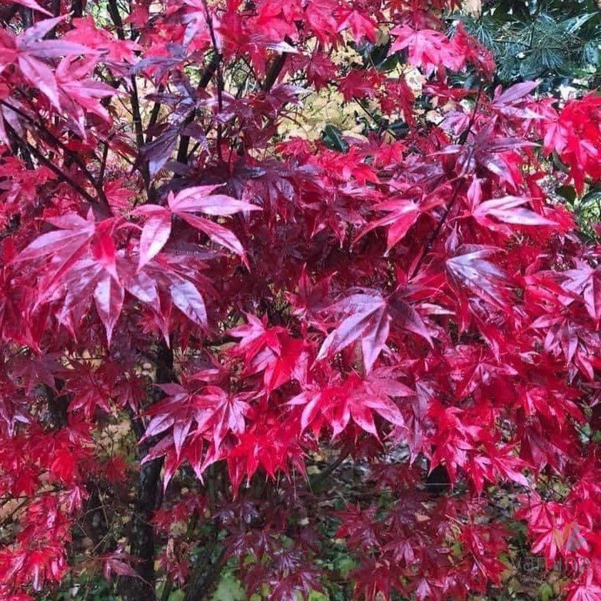 Acer palmatum Emperor one 4