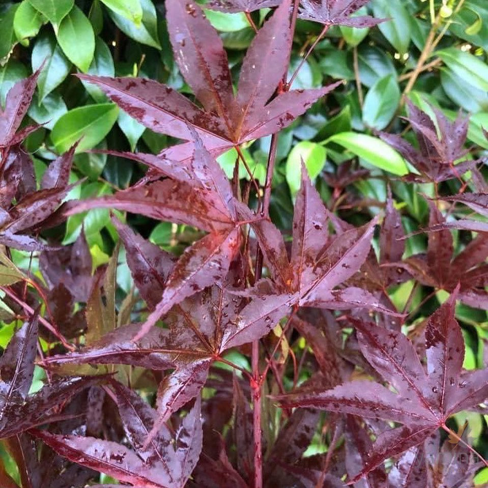Acer palmatum Fireglow 2